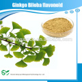 CAS: 90045-36-6 El mejor extracto del Ginkgo Biloba de la calidad 1 al 24% Flavonoid del Ginkgo